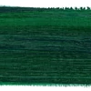 Olejová farba Schmincke Mussini, 35 ml - 521, helio green light