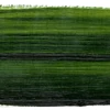Olejová farba Schmincke Mussini, 35 ml - 526, sap green