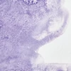 Akvarelová farba Winsor&Newton Professional, 1/2 panvičky - 672, ultra violet