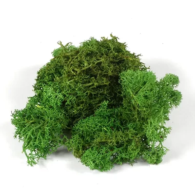 Suché plody - Islandský mach, zelený, 25 g