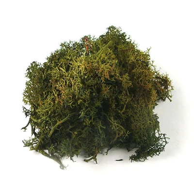 Suché plody - Islandský mach, machovo zelený, 25 g