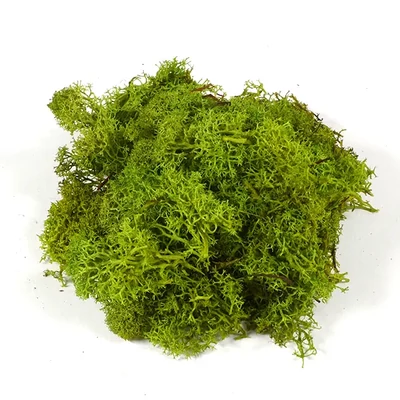 Suché plody- Islandský mach, svetlozelený, 25 g