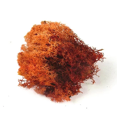 Suché plody- Islandský mach, oranžový, 25 g