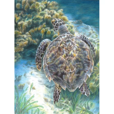 Číslovaná omaľovánka v sade, farebné ceruzky+strúhadlo, 22x30 cm - Morská korytnačka