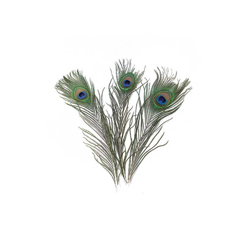 Pávie pierko, 25-30 cm